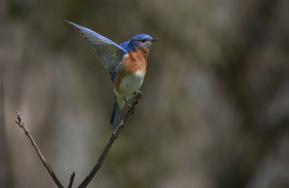 Eastern Bluebird - ML632218622