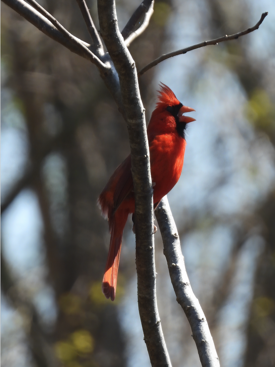 Northern Cardinal - ML632218635