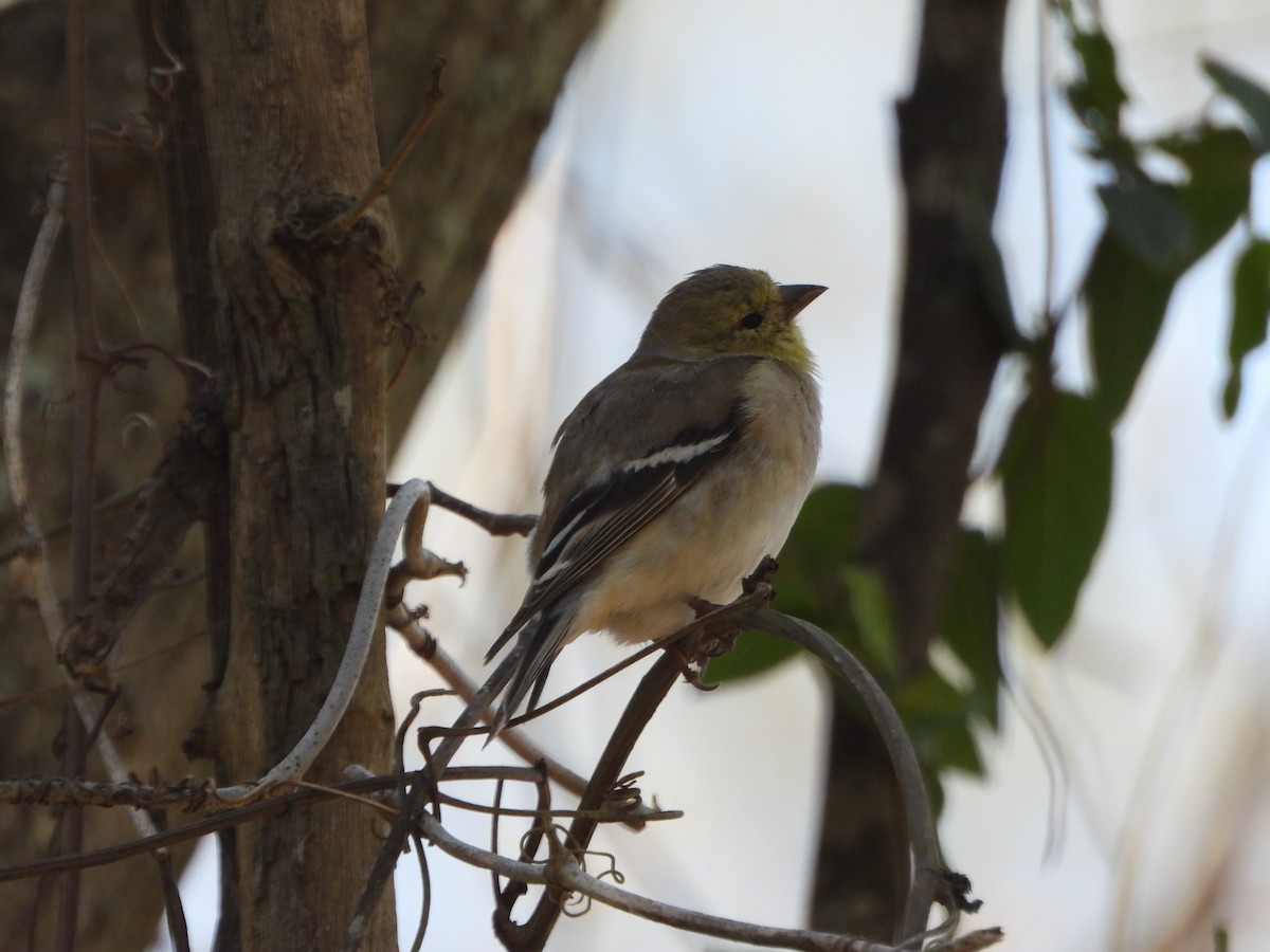 American Goldfinch - ML632218699