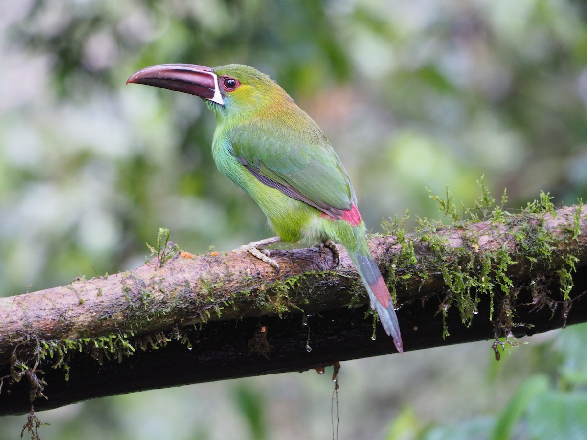 Crimson-rumped Toucanet - ML632218727