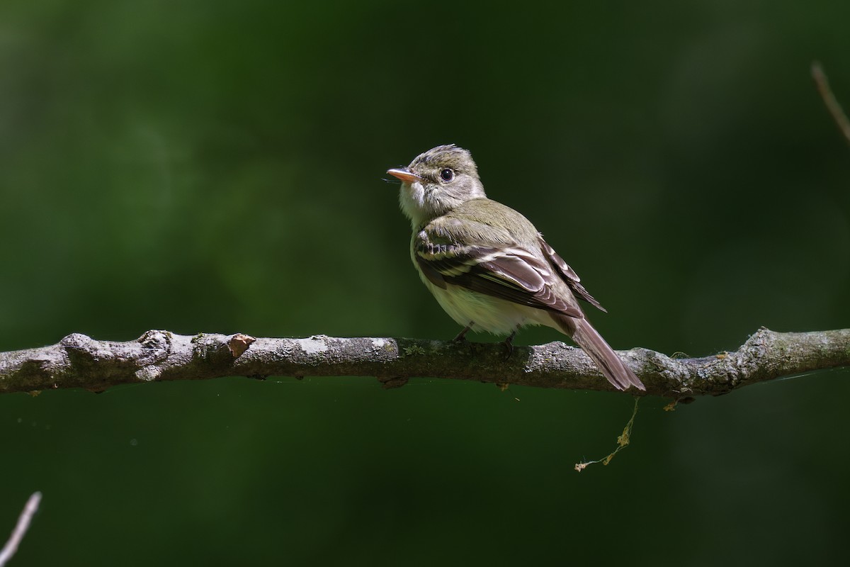 Acadian Flycatcher - ML632218758