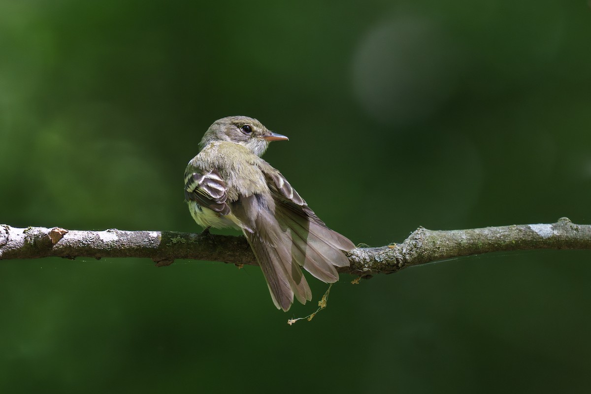 Acadian Flycatcher - ML632218759