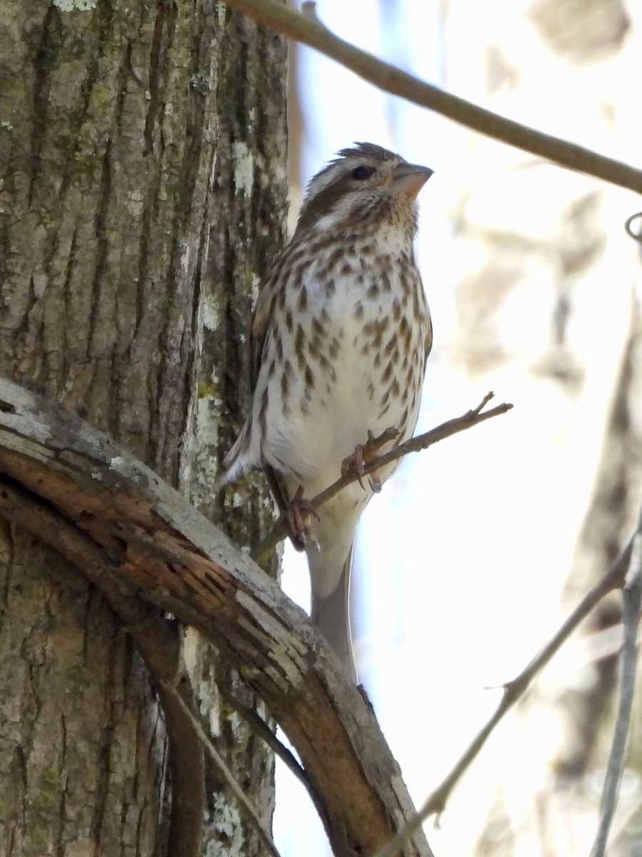 Purple Finch - ML632218793