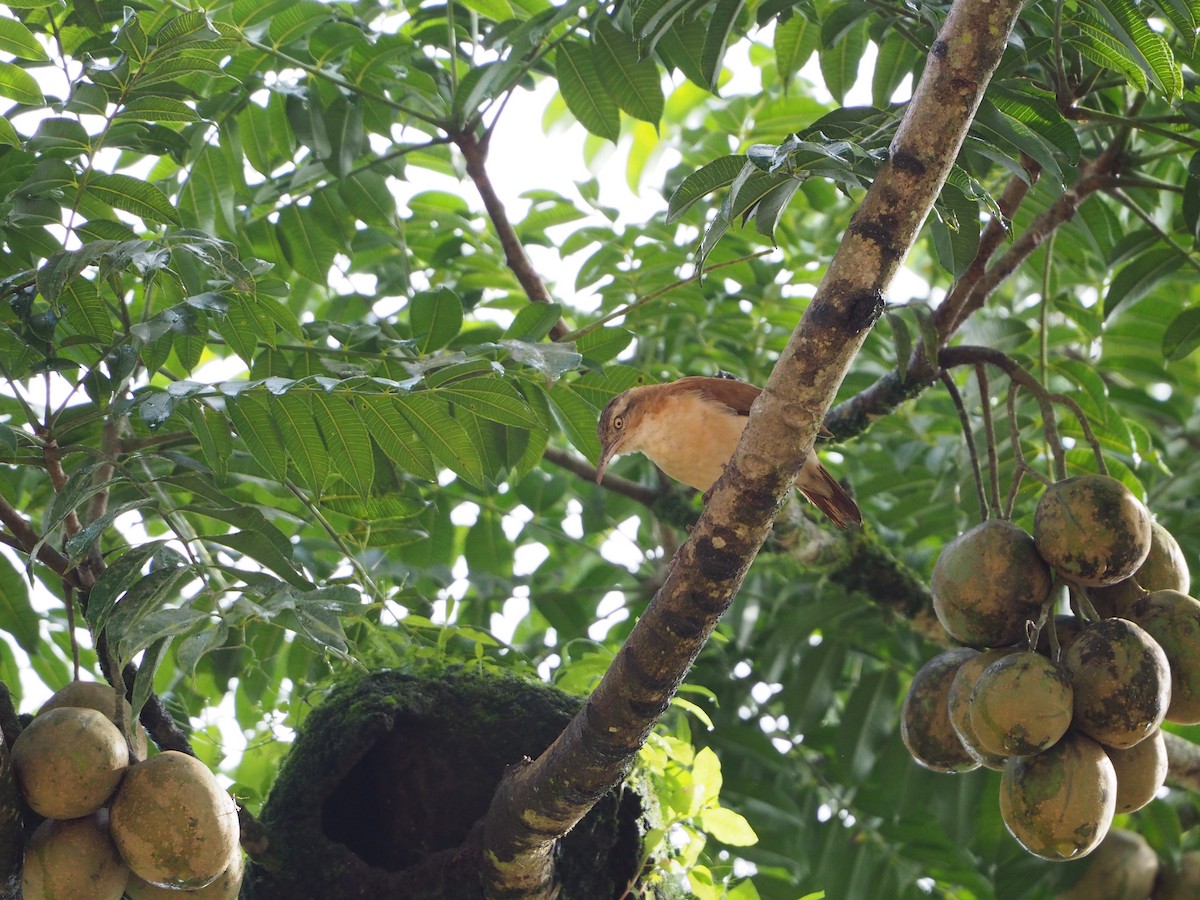 Pacific Hornero - ML632218834