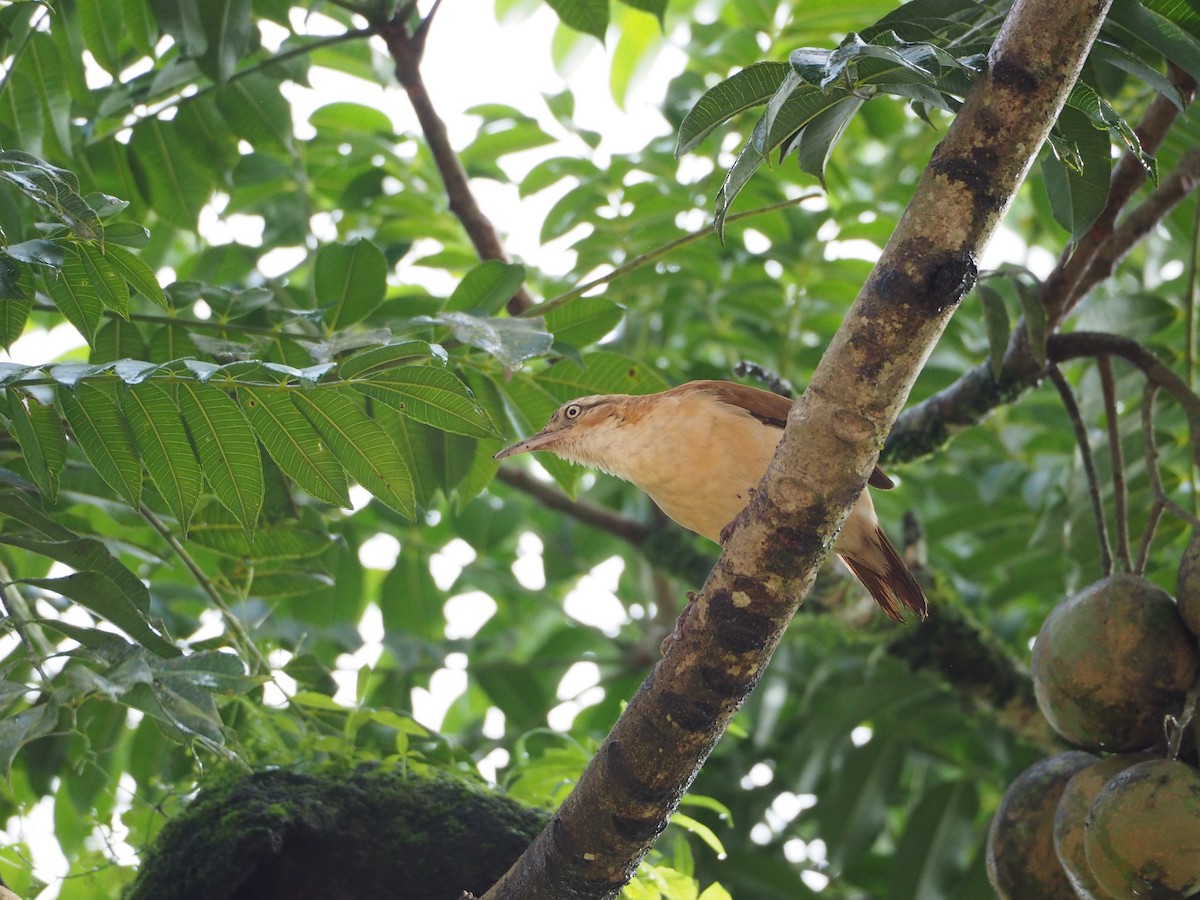 Pacific Hornero - ML632218835