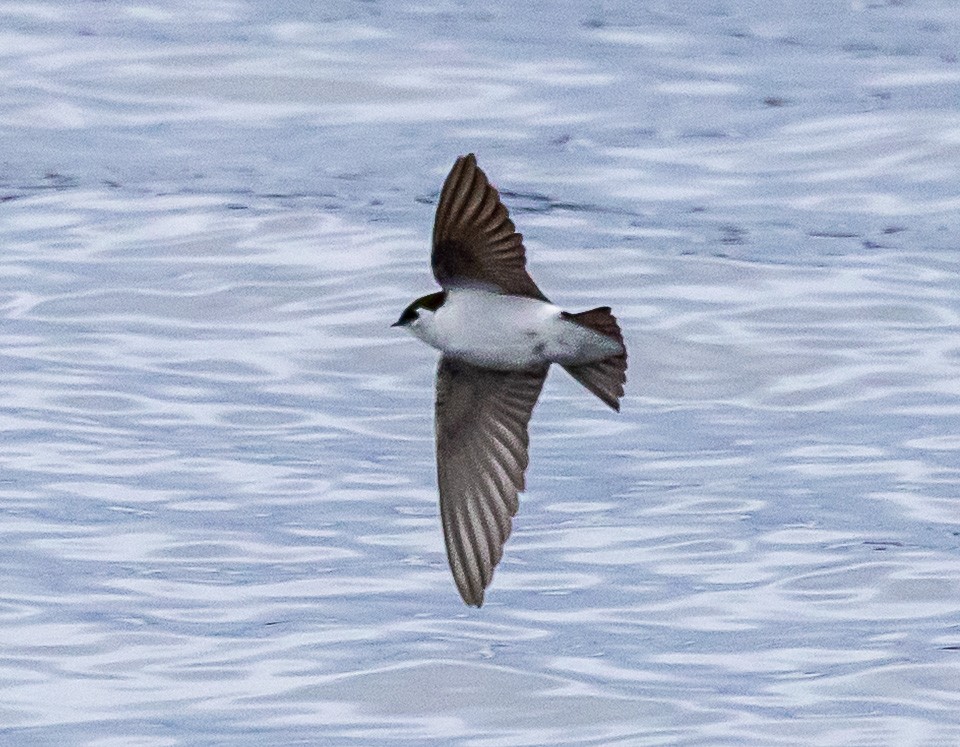 Violet-green Swallow - ML632218936