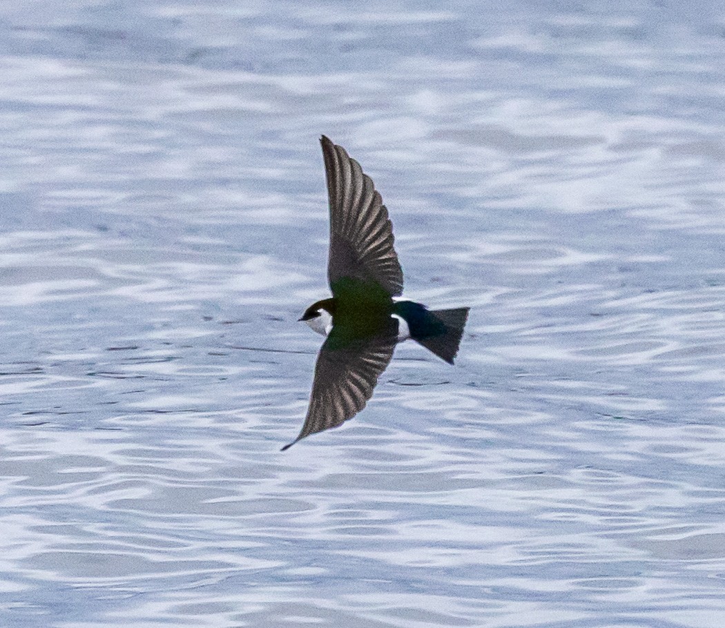 Violet-green Swallow - ML632218937