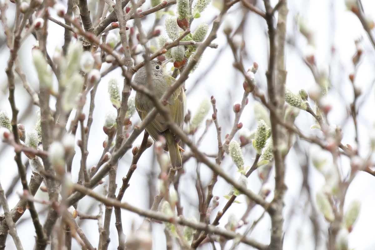 Nashville Warbler - ML632218952