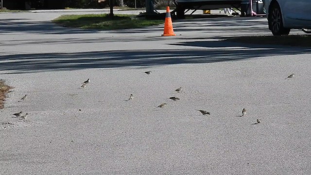 Chipping Sparrow - ML632218960