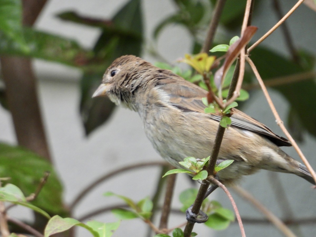 Indigo Bunting - ML632219157