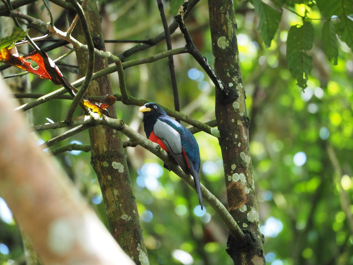 Blue-tailed Trogon - ML632219200