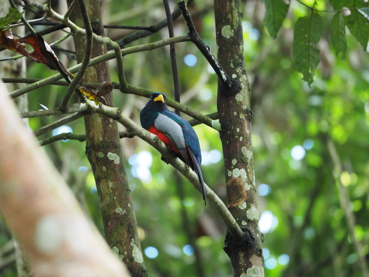 Blue-tailed Trogon - ML632219201