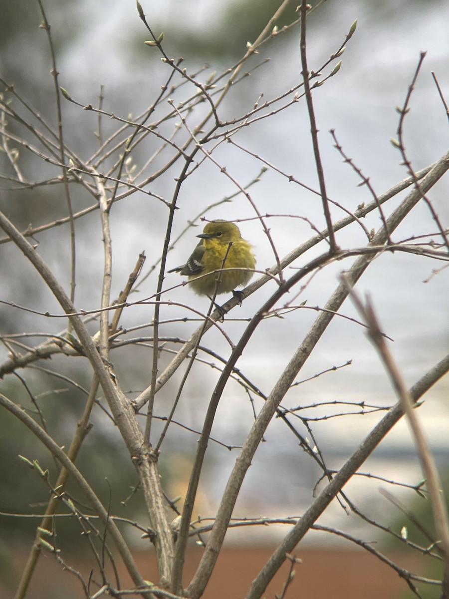 Pine Warbler - ML632219532