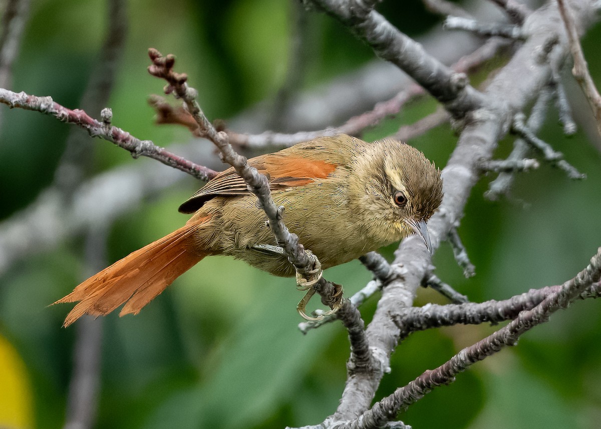 Olive Spinetail - ML632219649
