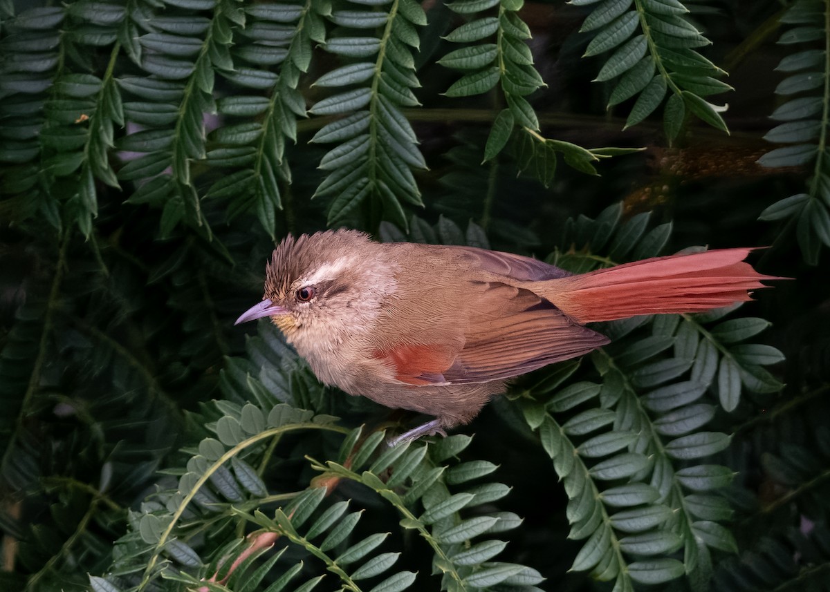 Olive Spinetail - ML632219650
