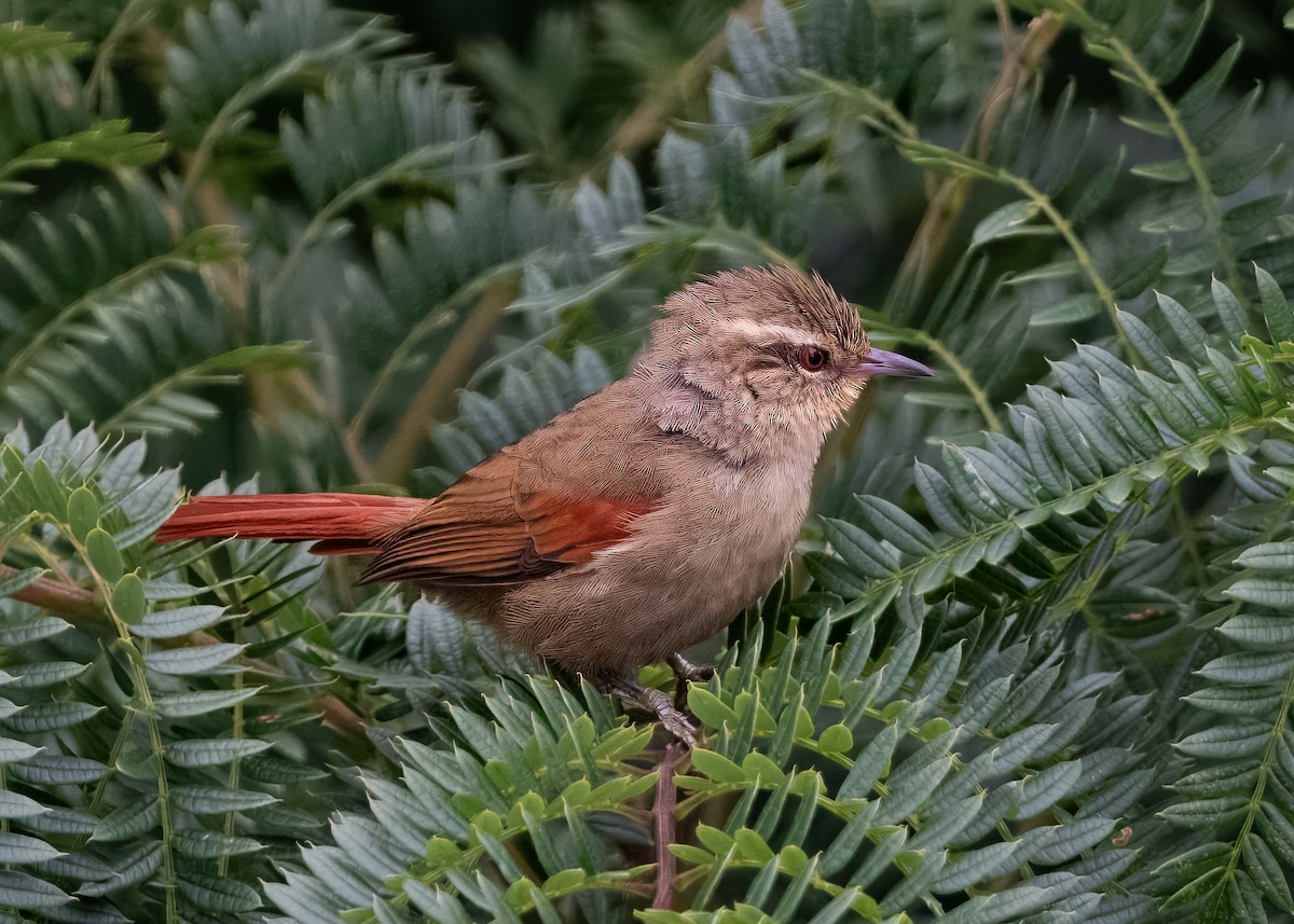Olive Spinetail - ML632219651