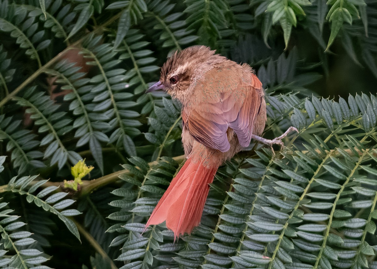 Olive Spinetail - ML632219652