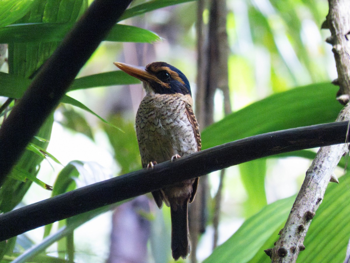 Scaly-breasted Kingfisher - ML632219704