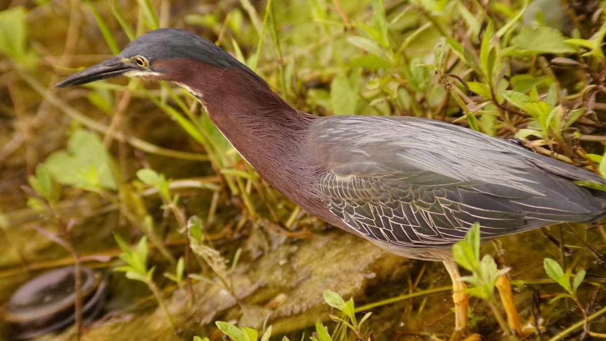 Green Heron - ML632219819