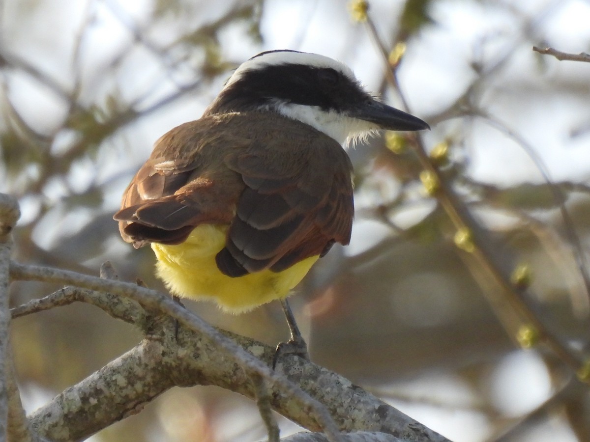 Great Kiskadee - ML632219901