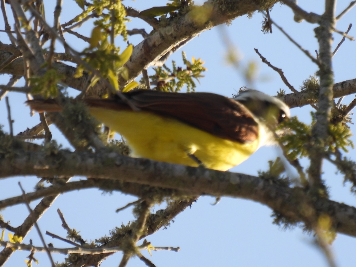 Great Kiskadee - ML632219909