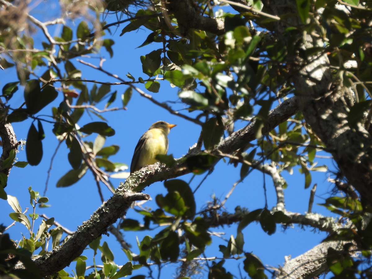 Western Tanager - ML632220049