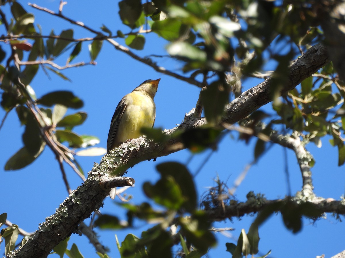 Western Tanager - ML632220080
