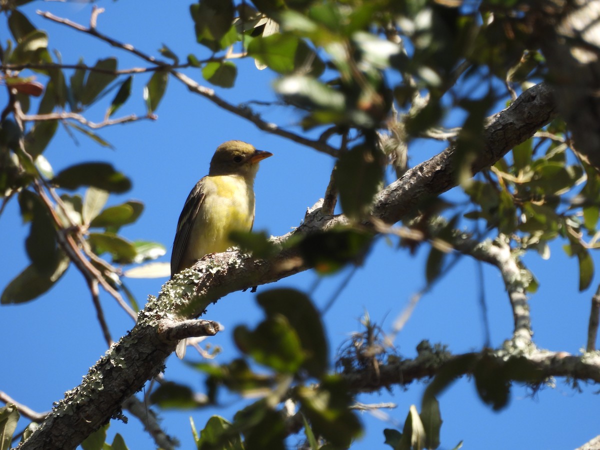 Western Tanager - ML632220083
