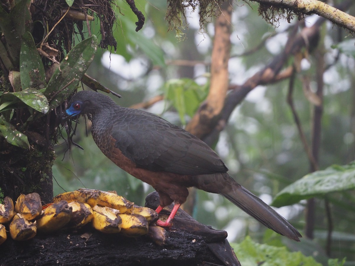 Sickle-winged Guan - ML632220115
