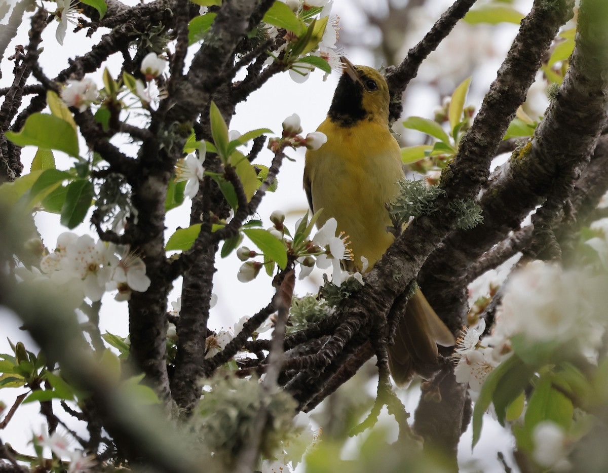 Orchard Oriole - ML632220137