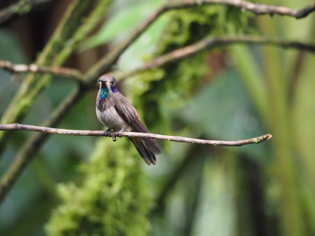 Brown Violetear - ML632220145