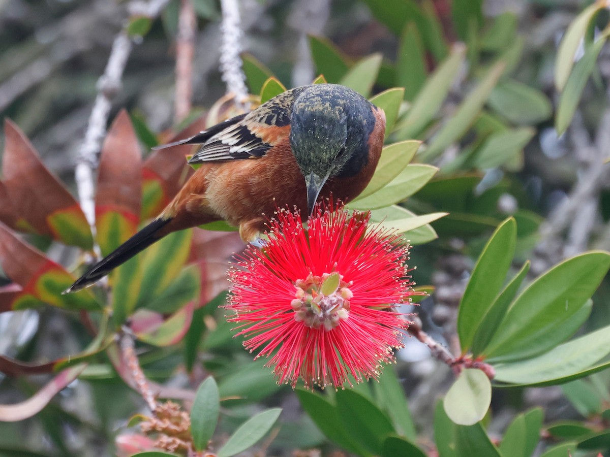 Orchard Oriole - ML632220156