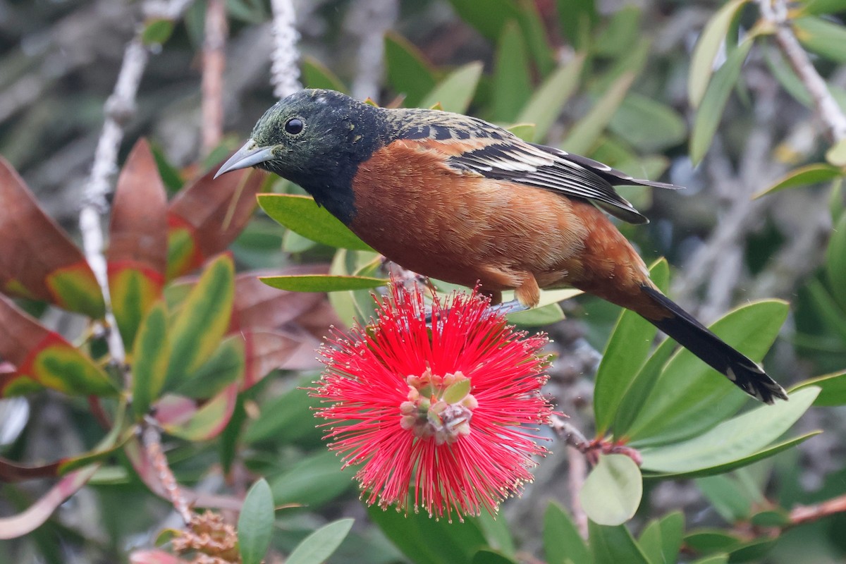 Orchard Oriole - ML632220166
