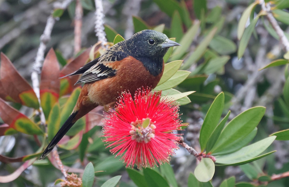 Orchard Oriole - ML632220171