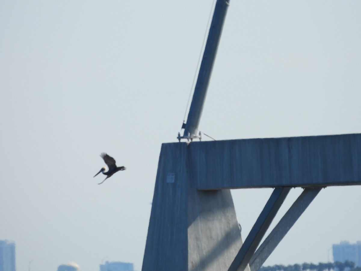 pelikán hnědý (ssp. carolinensis) - ML632220230