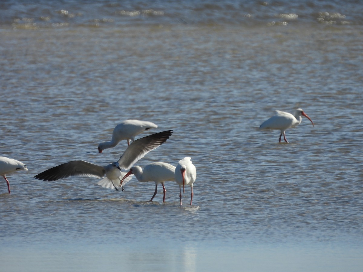 ibis bílý - ML632220241