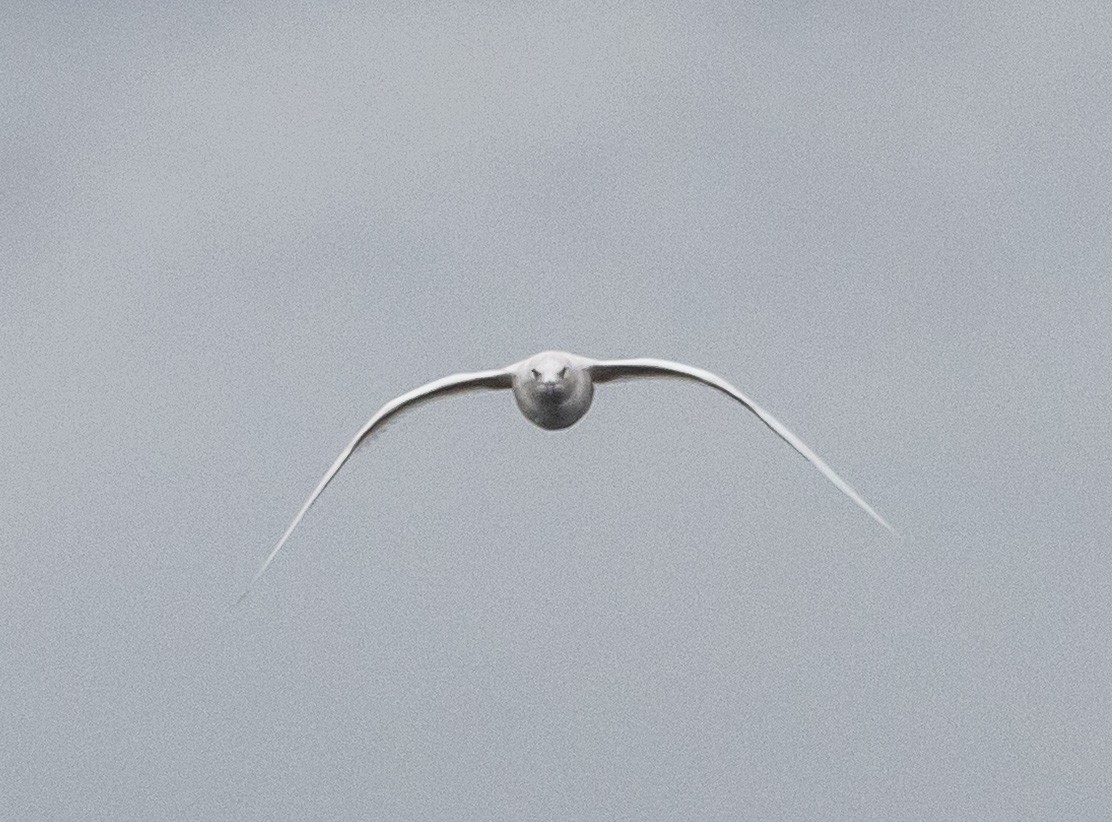 Iceland Gull - ML632220295