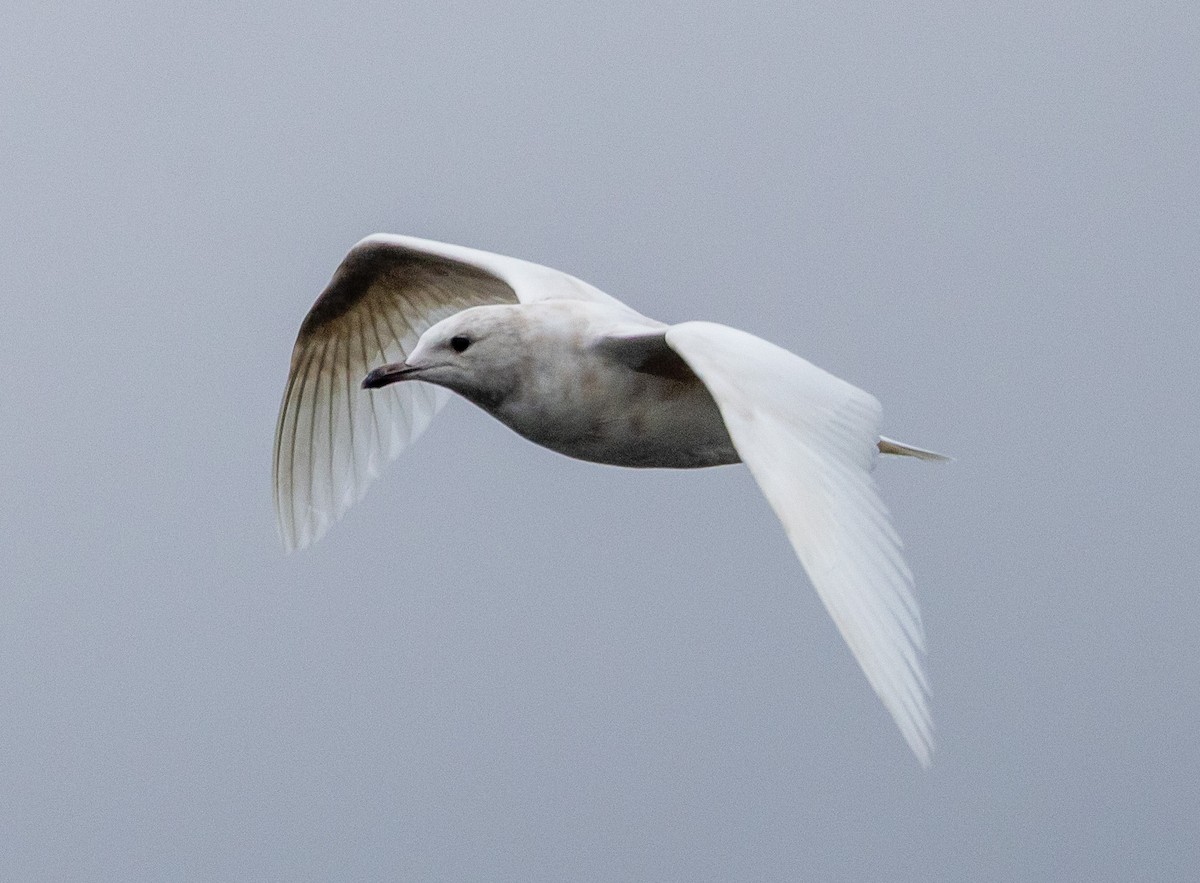 Iceland Gull - ML632220296