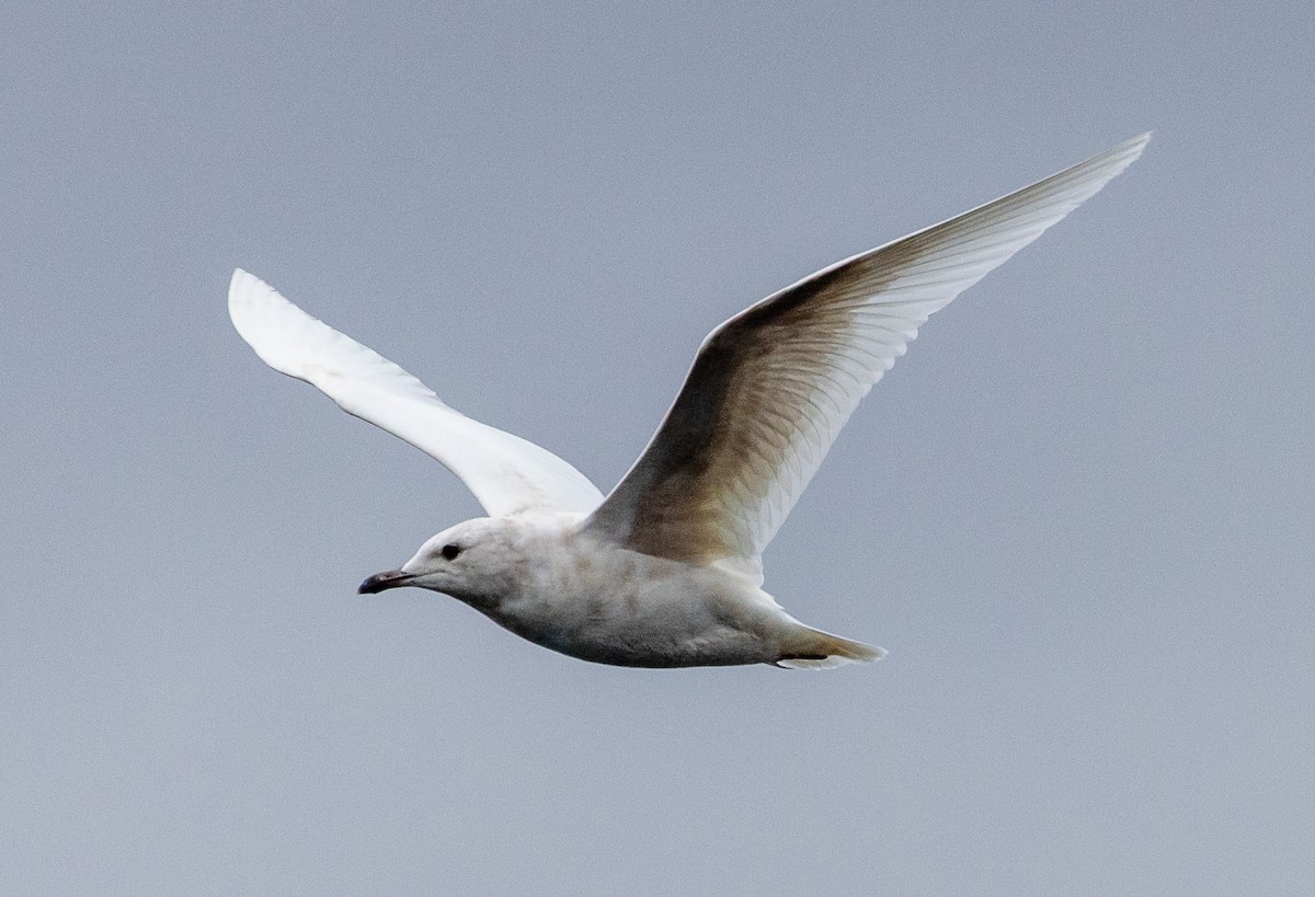 Iceland Gull - ML632220300