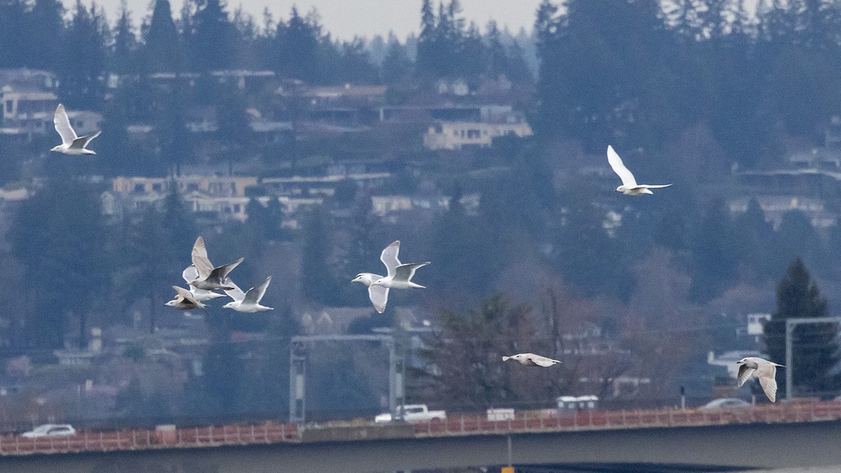 Iceland Gull - ML632220302
