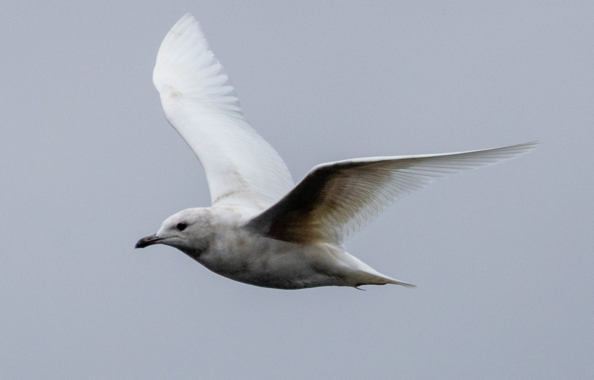 Iceland Gull - ML632220303