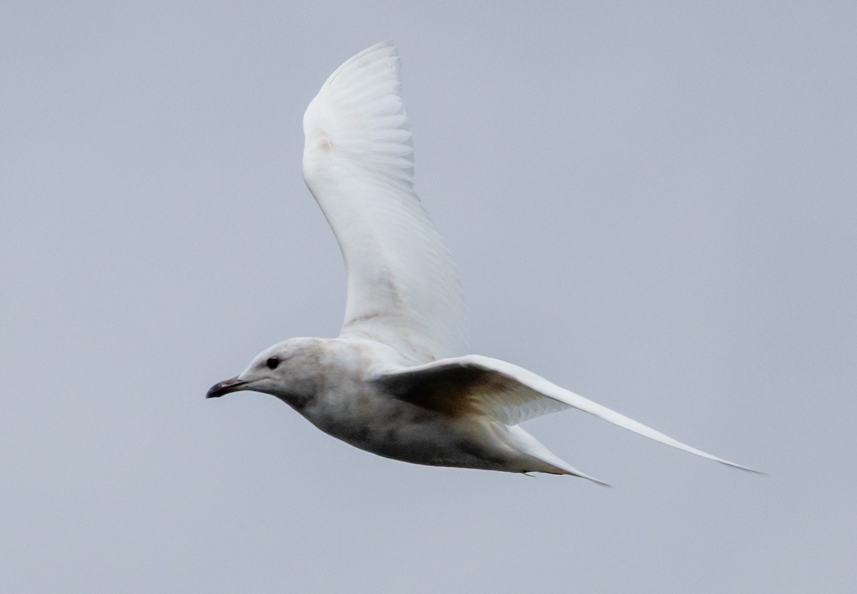 Iceland Gull - ML632220304
