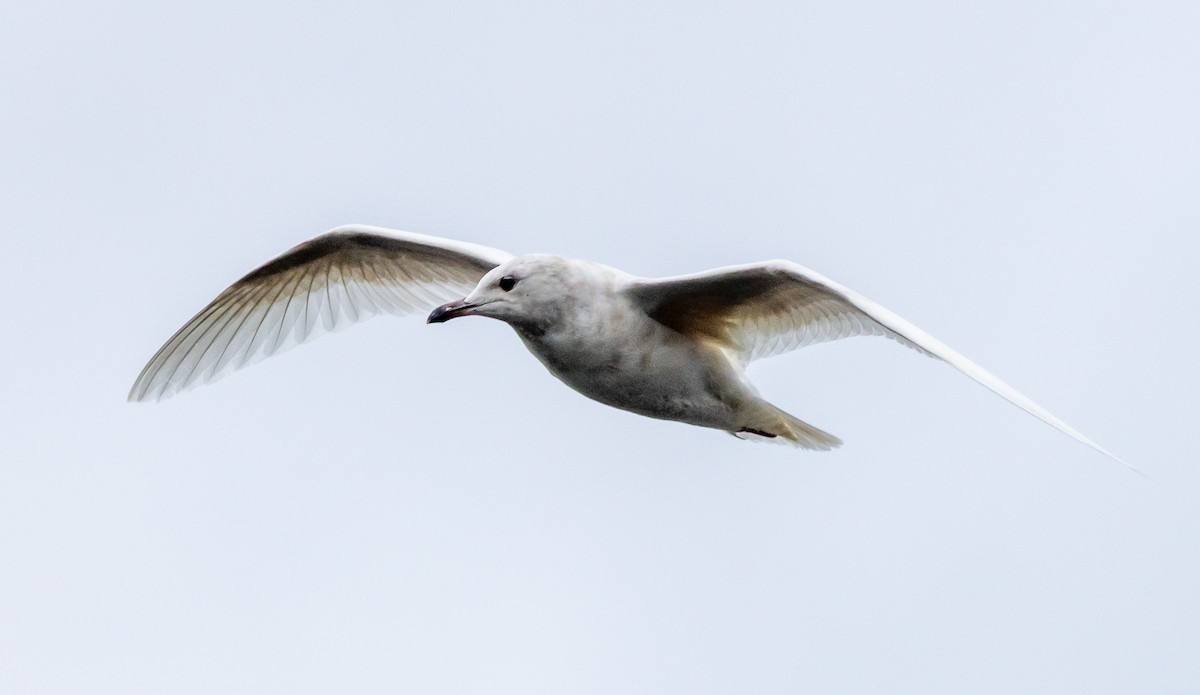 Iceland Gull - ML632220305