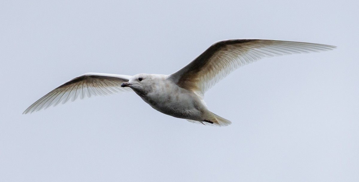 Iceland Gull - ML632220306