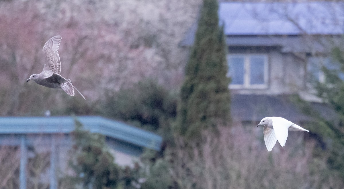 Iceland Gull - ML632220307