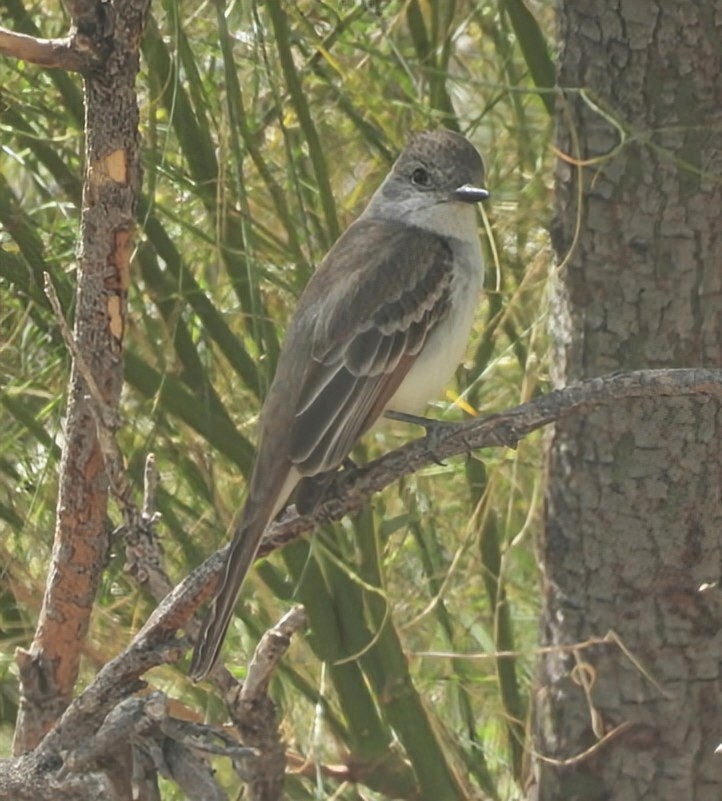 Ash-throated Flycatcher - ML632220308