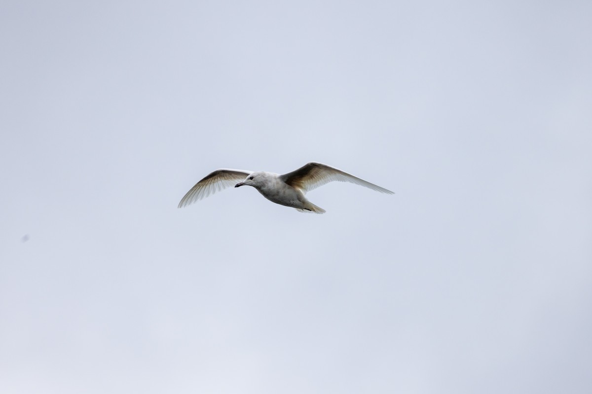 Iceland Gull - ML632220309