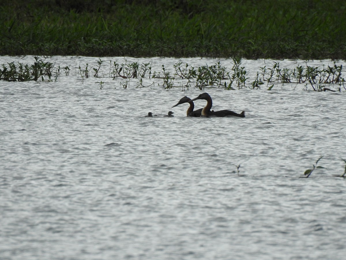 Great Grebe - ML632220316