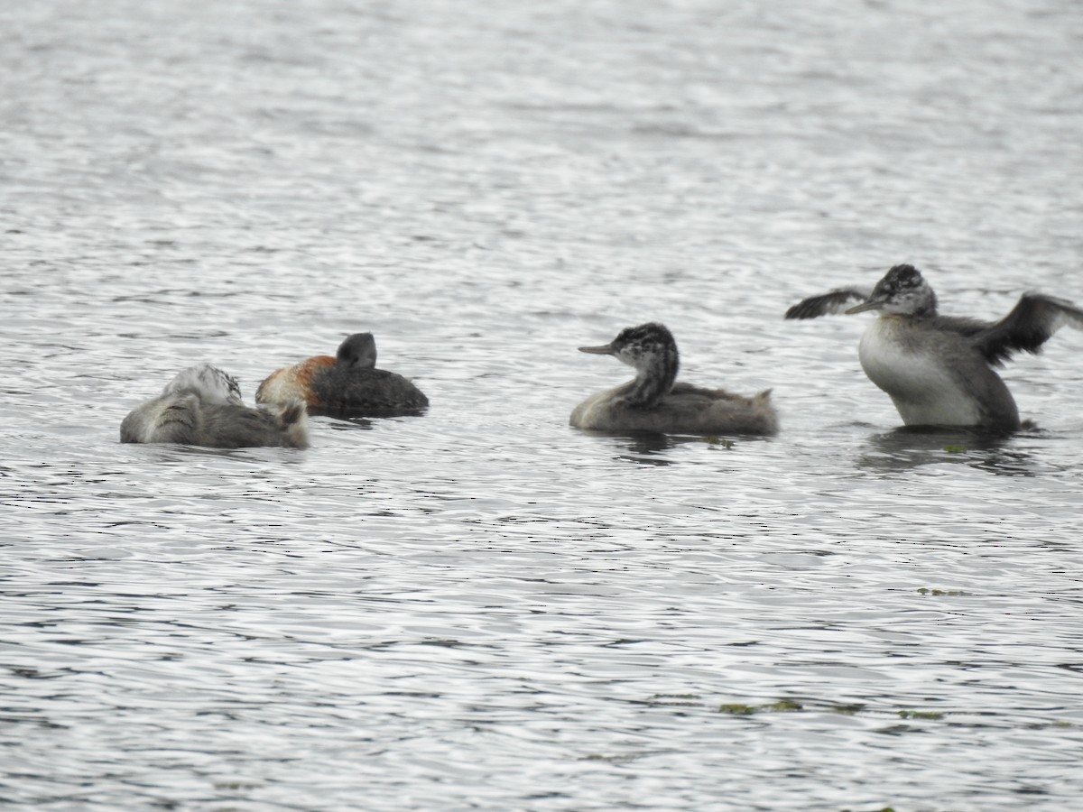 Great Grebe - ML632220341