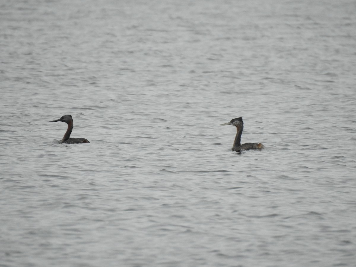 Great Grebe - ML632220396